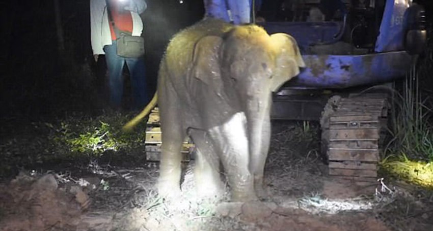 Έσωσαν ελεφαντάκι που είχε πέσει σε πηγάδι τριών μέτρων – ΒΙΝΤΕΟ