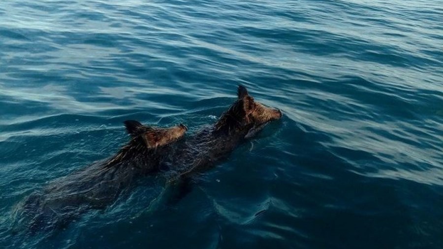 Ψάρευαν συναγρίδες αλλά βρήκαν… αγριογούρουνα- ΒΙΝΤΕΟ