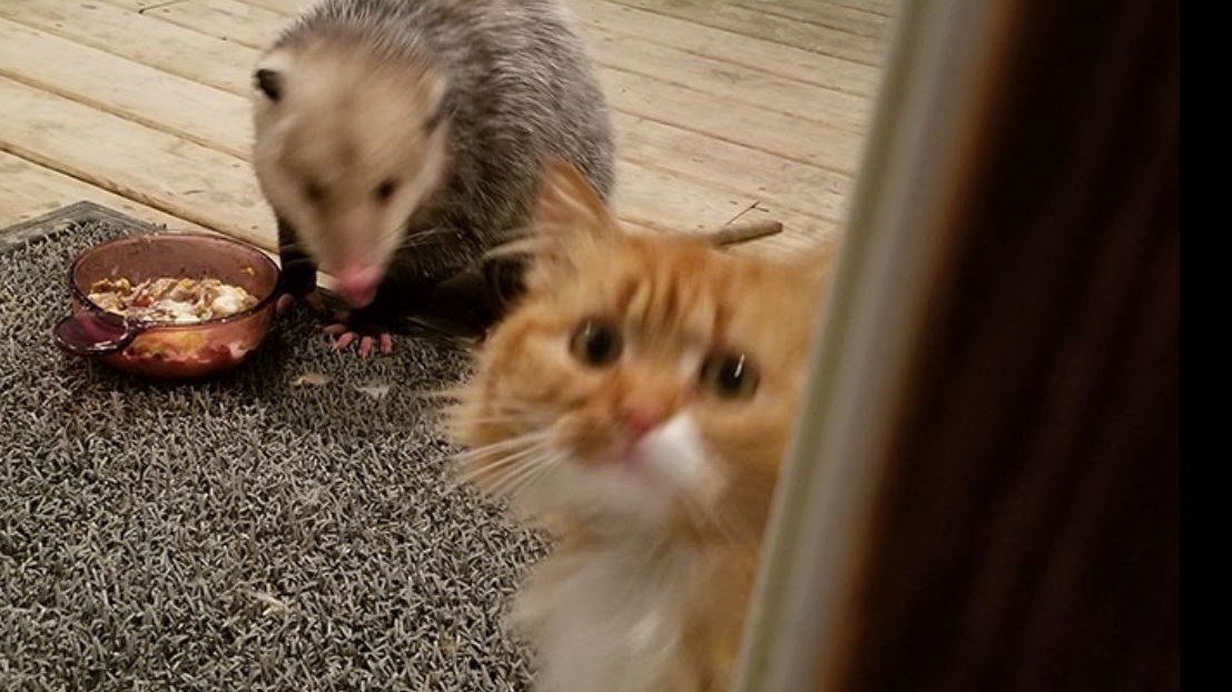 Viral – Η επική αντίδραση μιας γάτας που της κλέβουν το φαγητό – ΦΩΤΟ