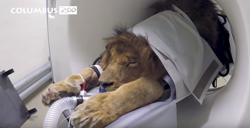 Και ο βασιλιάς των ζώων χρειάζεται… ακτινογραφίες – ΒΙΝΤΕΟ