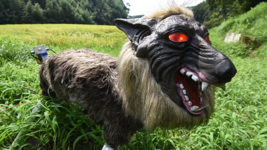 Ιαπωνία: Έφτιαξαν λύκους-ρομπότ για να προστατεύουν τις καλλιέργειες από επιδρομές ζώων – ΒΙΝΤΕΟ