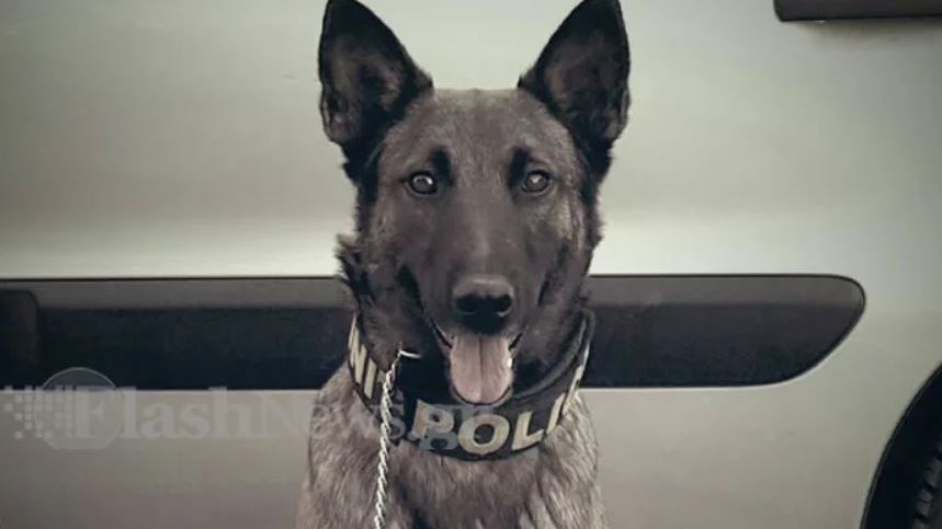 Επεισοδιακή τροπή πήρε η πενταήμερη στην Κρήτη – Το λαγωνικό του Λιμενικού έβαλε μαθητή σε μπελάδες