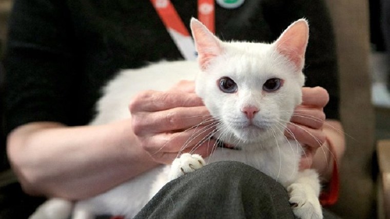 Γάτος… σε όλα του ο Αχιλλέας- Γνωρίστε τον “βασιλιά” των προβλέψεων του Μουντιάλ της Ρωσίας- ΒΙΝΤΕΟ