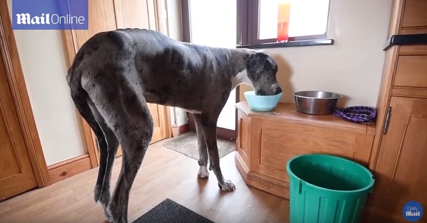 Είναι αυτός ο μεγαλύτερος σκύλος στον κόσμο; – ΒΙΝΤΕΟ