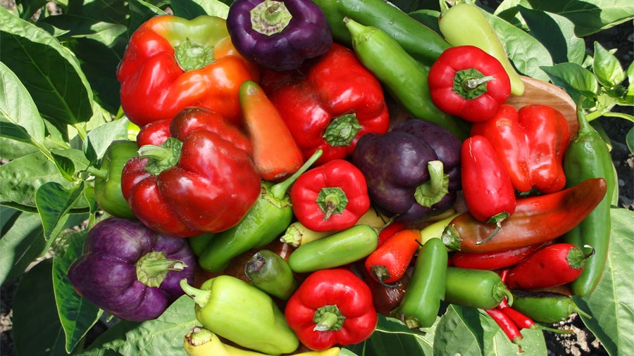 Η Τουρκία στέλνει μολυσμένα τρόφιμα στην Ελλάδα