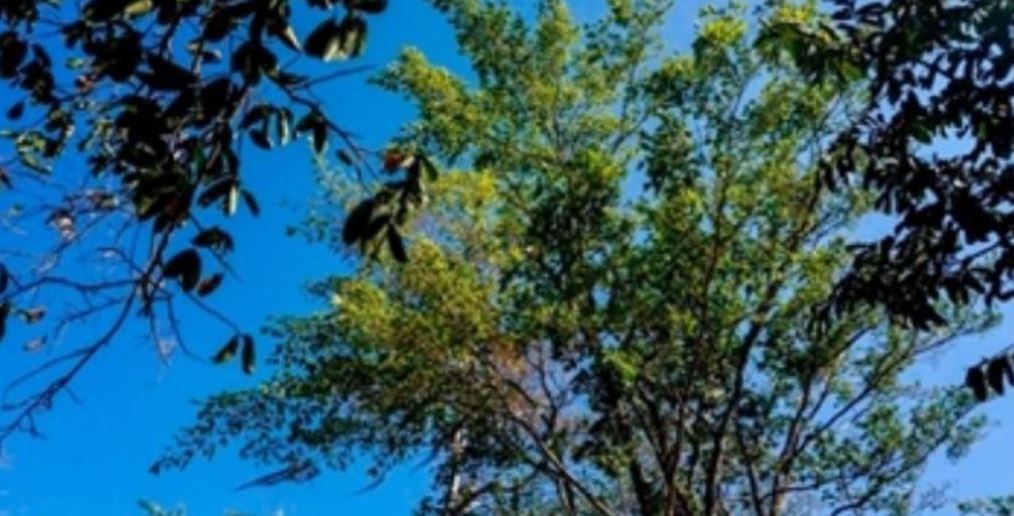 Guaimaro – Το “μαγικό δέντρο” που προστατεύει τον πλανήτη