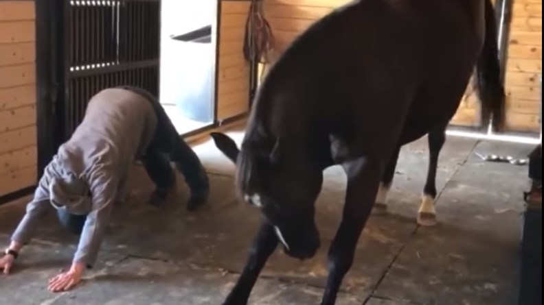 Ένα άλογο με ταλέντο στη γιόγκα &#8211; ΒΙΝΤΕΟ