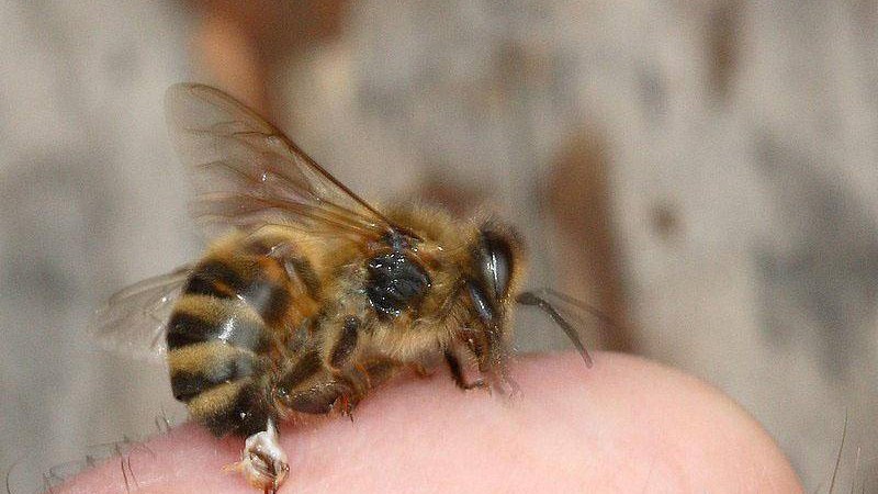 Γυναίκα πέθανε σε εναλλακτική θεραπεία βελονισμού – Αντί για βελόνες χρησιμοποιούσαν μέλισσες