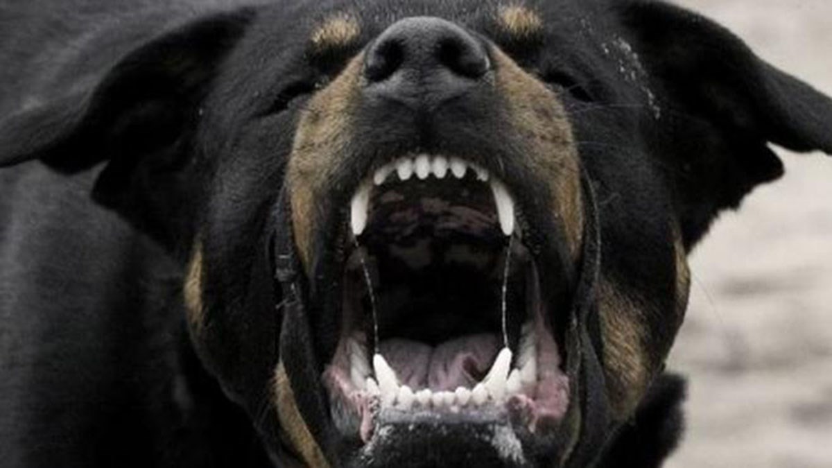 160.000 ευρώ αποζημίωση για την επίθεση από σκύλο