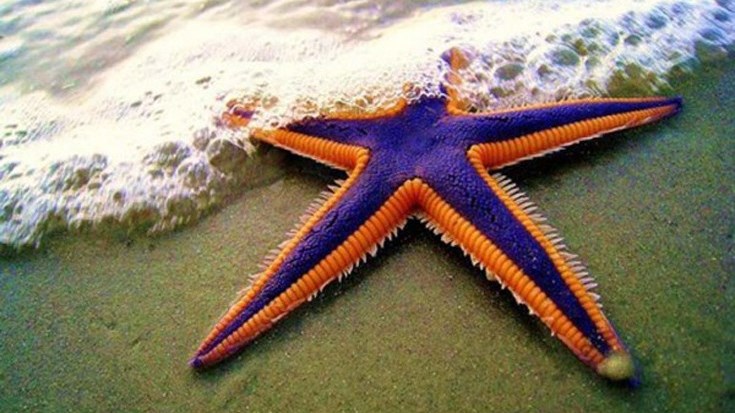 Αυτά είναι τα πιο… αργά ζώα στον κόσμο – ΦΩΤΟ