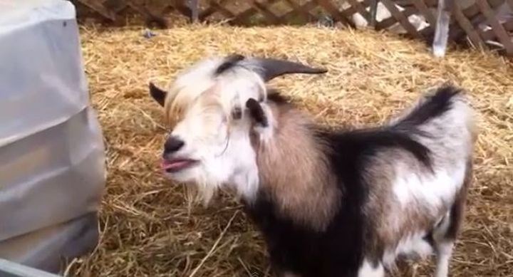 Έχετε δει ποτέ τράγο να κάνει… την κότα; – ΒΙΝΤΕΟ