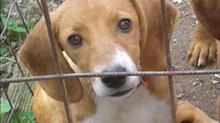 ‘Αγνωστη παραμένει η τύχη του σκύλου που βασανίστηκε από φαντάρους στην Κόνιτσα – ΒΙΝΤΕΟ