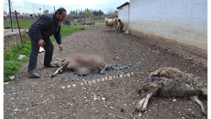 Αργολίδα: Αγέλη αδέσποτων σκύλων κατασπάραξε κοπάδι προβάτων – Σκληρές εικόνες