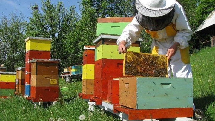 Δάσκαλος είχε γίνει ο φόβος και ο τρόμος… μελισσοκόμων