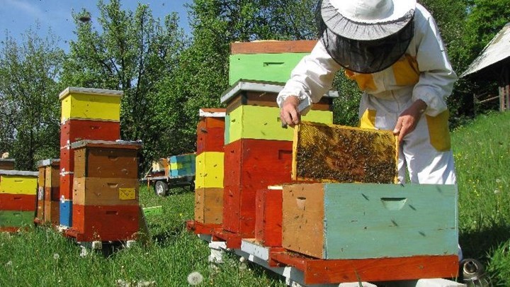 Δάσκαλος είχε γίνει ο φόβος και ο τρόμος… μελισσοκόμων