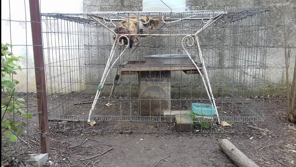 Φρίκη στην Καρδίτσα: Παγίδευσε γάτα σε κλουβί και τη χτύπησε με ψαροντούφεκο – Προσοχή σκληρές εικόνες