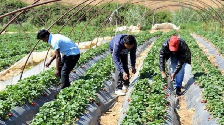Συγκλονιστικές αποκαλύψεις για τις συνθήκες εργασίας αλλοδαπών στην Αχαΐα- Το “μπραβιλίκι” για ένα μεροκάματο