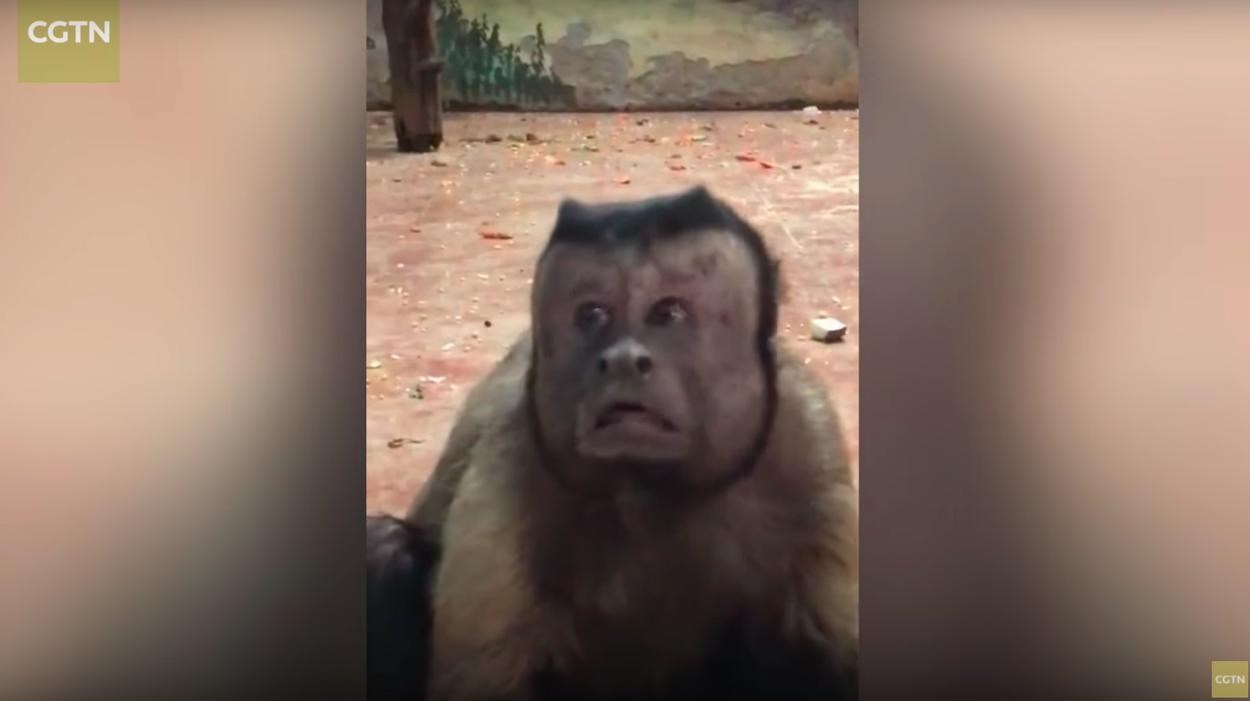 Αυτή η μαϊμού με το “ανθρώπινο” πρόσωπο έχει ξετρελάνει το διαδίκτυο – ΒΙΝΤΕΟ