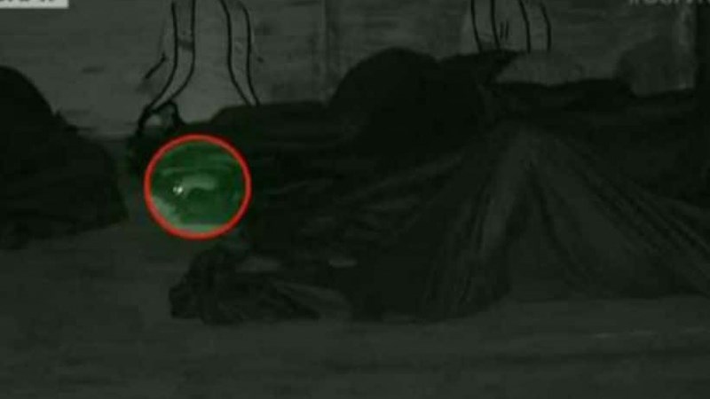 Ποντίκι δάγκωσε παίκτρια του Survivor – Ξύπνησε…ουρλιάζοντας – ΒΙΝΤΕΟ