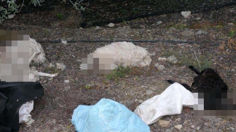 Κρήτη: Κτηνοτρόφοι σε βεντέτα – Σφάζει ο ένας τα αρνιά του άλλου…