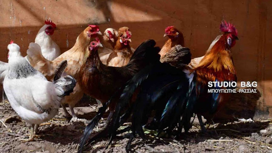 Πρωτοφανές – Αυτές οι κότες γεννούν…πράσινα αυγά στο Ναύπλιο – ΦΩΤΟ – ΒΙΝΤΕΟ