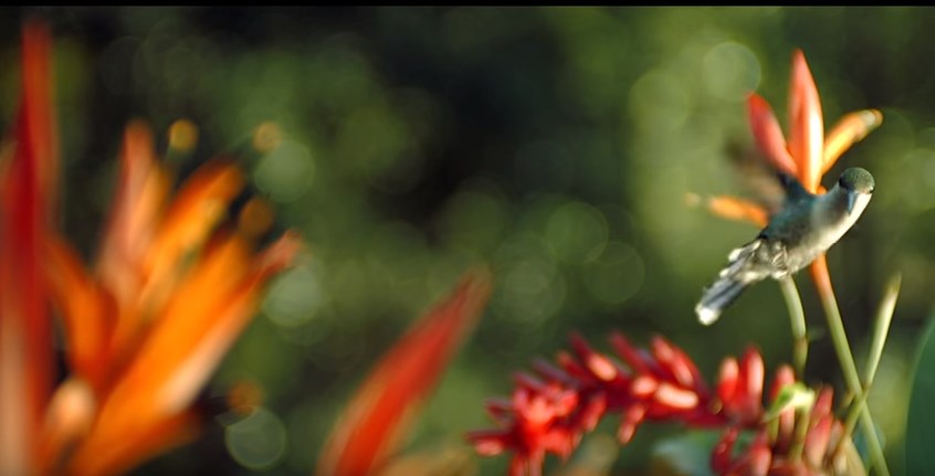 Ήλθε η Άνοιξη… Παρακολουθήστε ένα μαγευτικό ΒΙΝΤΕΟ