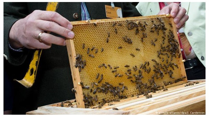 Μέλισσες… προς ενοικίαση