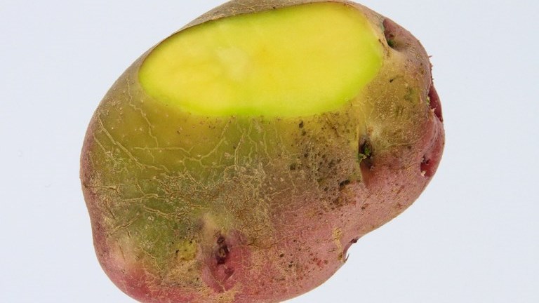 Αυτά τα 5 λαχανικά-φρούτα περιέχουν δηλητήριο