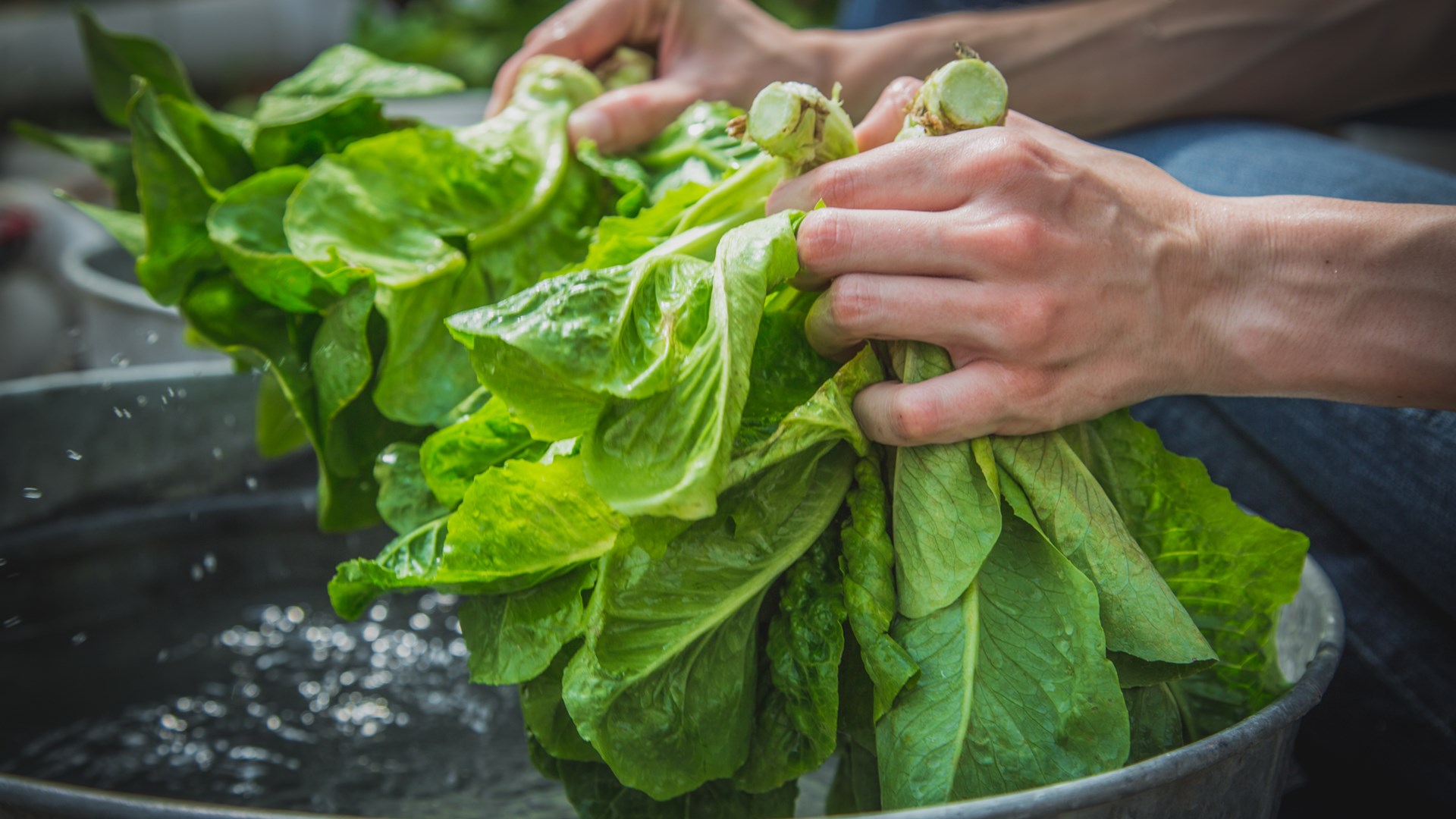 Τρία κόλπα για να στεγνώσεις το μαρούλι γρήγορα