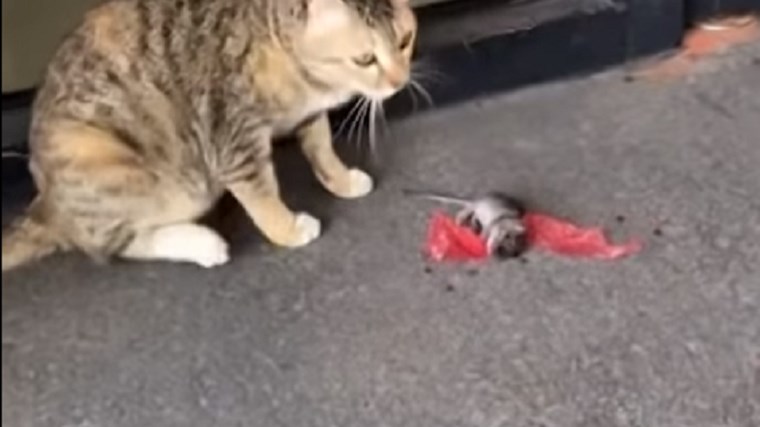 Ποντίκι κάνει τον… ψόφιο κοριό – ΒΙΝΤΕΟ