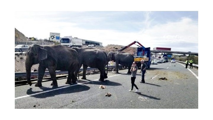 Ισπανία: Ανατροπή φορτηγού τσίρκου με ελέφαντες – ΦΩΤΟ ΚΑΙ ΒΙΝΤΕΟ