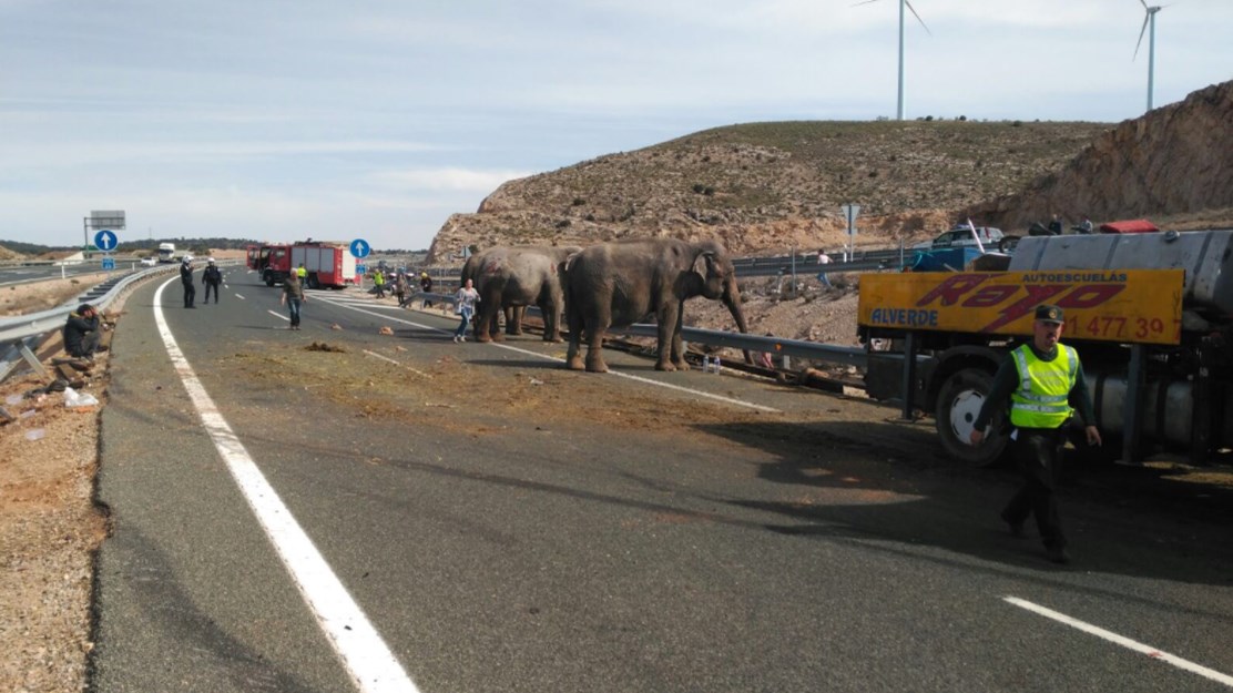 Ελέφαντες σταμάτησαν την κυκλοφορία σε κεντρικό αυτοκινητόδρομο – ΦΩΤΟ – ΒΙΝΤΕΟ