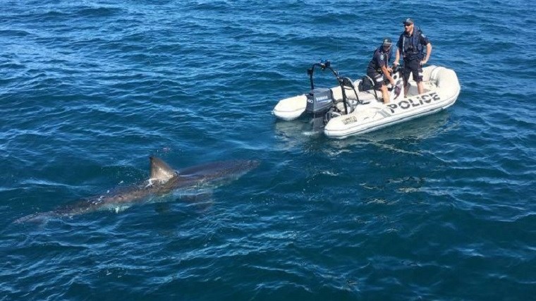 Λευκός καρχαρίας διέκοψε… επιχείρηση της αστυνομίας – ΒΙΝΤΕΟ