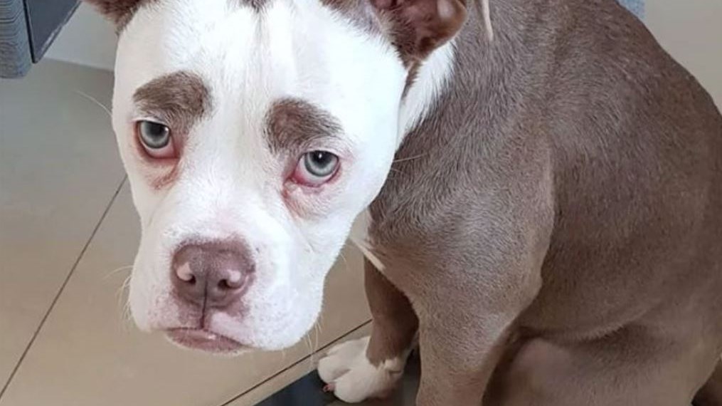 Αυτό είναι το πιο… λυπημένο σκυλί του κόσμου – ΦΩΤΟ