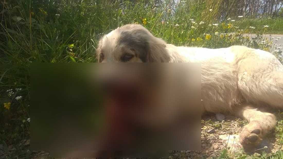 Κτηνωδία στην Καλαμάτα – Σκότωσαν σκύλο με κροτίδες που το έβαλαν στο στόμα – ΒΙΝΤΕΟ
