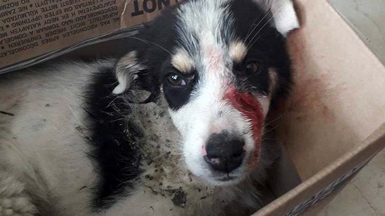 Νέο περιστατικό κακοποίησης σκύλου – Χτύπησαν κουτάβι με λοστό – ΦΩΤΟ