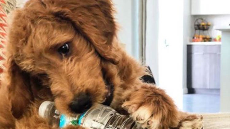 Το σκυλί του Γιάννη Αντετοκούνμπο απέκτησε… Instagram – ΦΩΤΟ – ΒΙΝΤΕΟ