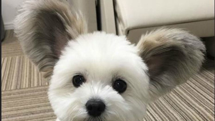 O σκύλος με αυτιά …Μίκυ Μάους που κάνει θραύση στα social media – ΒΙΝΤΕΟ – ΦΩΤΟ
