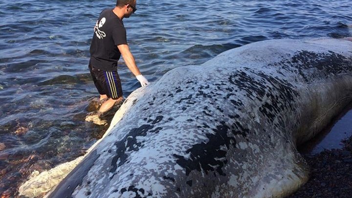 Νεκρή φάλαινα ξεβράστηκε στη Σαντορίνη – ΒΙΝΤΕΟ – ΦΩΤΟ