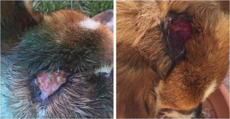 Προσοχή-Σκληρές εικόνες:  Χτύπησαν αδέσποτο σκυλί με σφυρί στο κεφάλι