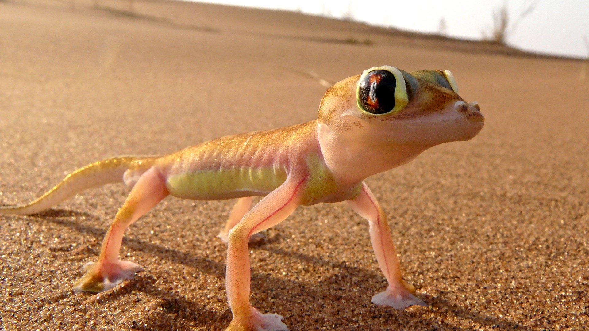 Το μεγαλείο της φύσης: Το «μυστικό» επιβίωσης της σαύρας palmato – ΦΩΤΟ