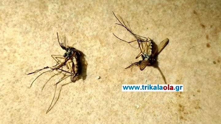 Κουνούπια “γίγαντες” κάνουν… “επιδρομή” σε Τρίκαλα και Λέσβο- ΦΩΤΟ- ΒΙΝΤΕΟ