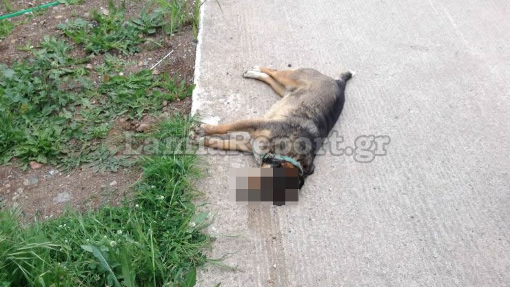 Φρίκη στη Λαμία – Δηλητηρίασαν σκυλιά με φόλα – ΣΚΛΗΡΕΣ ΕΙΚΟΝΕΣ