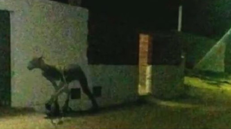 Τρόμος στην Αργεντινή: Αλλόκοτο πλάσμα αναζητά θηράματα τις νύχτες – ΒΙΝΤΕΟ