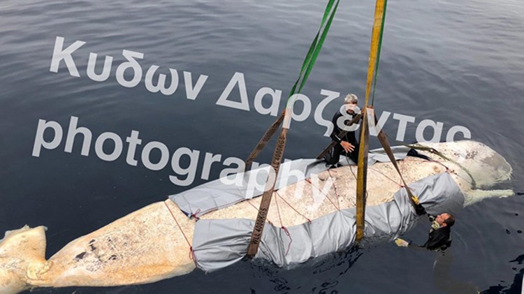 Πλαστικές σακούλες “δολοφόνοι” – Περισσότερα από 30 κιλά βρέθηκαν στο στομάχι της φάλαινας που ξεβράστηκε στη Σαντορίνη – ΒΙΝΤΕΟ