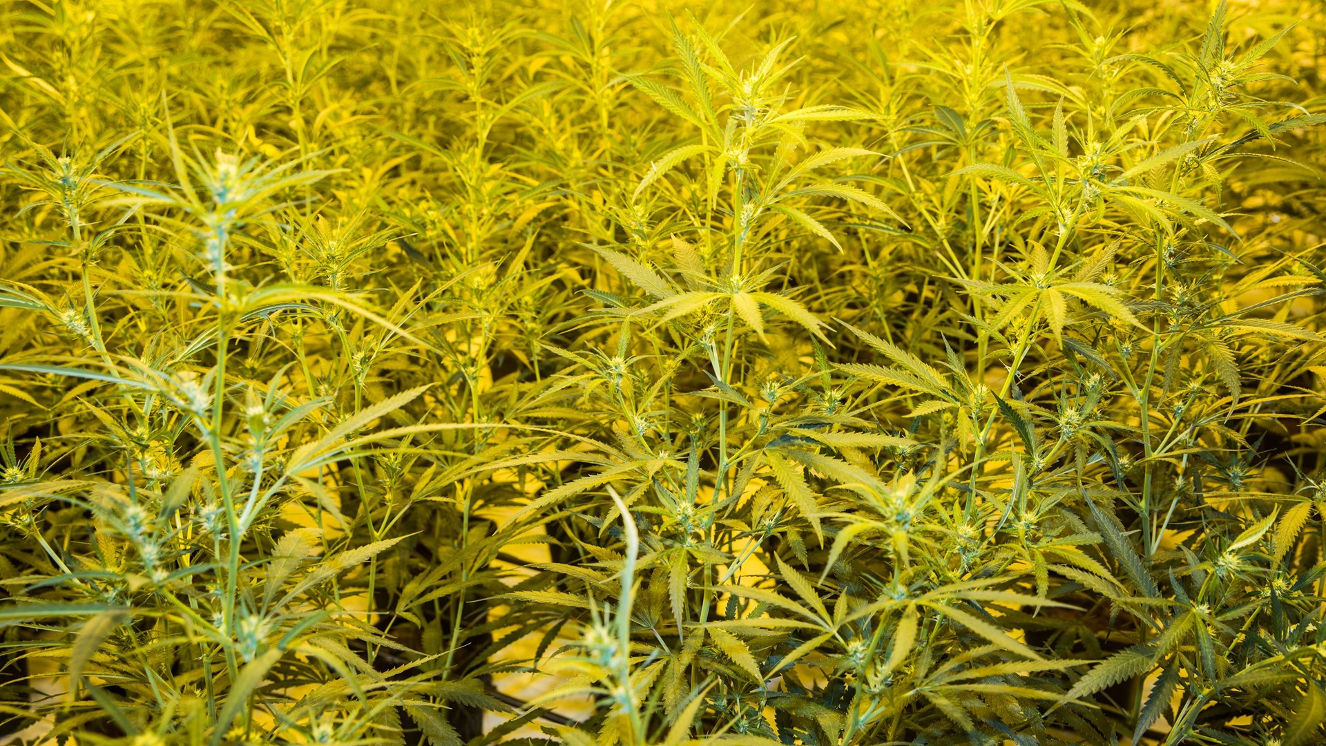 Οι βίλες ήταν η βιτρίνα των εργαστηρίων κάνναβης – Εξαρθρώθηκε τεράστιο κύκλωμα – ΦΩΤΟ