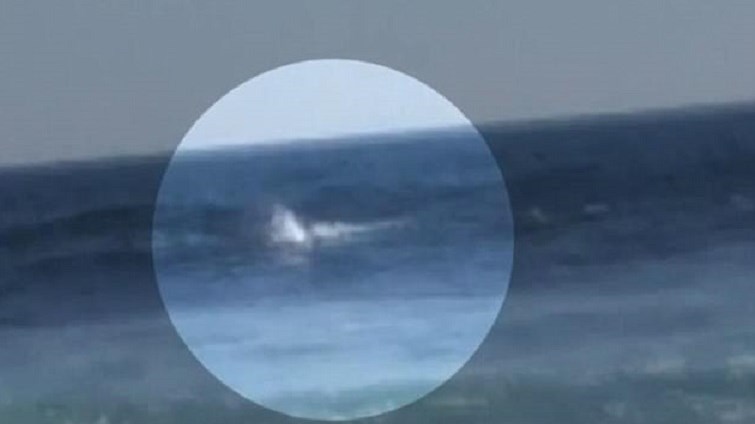 Η στιγμή της επίθεσης καρχαρία σε σέρφερ – ΒΙΝΤΕΟ