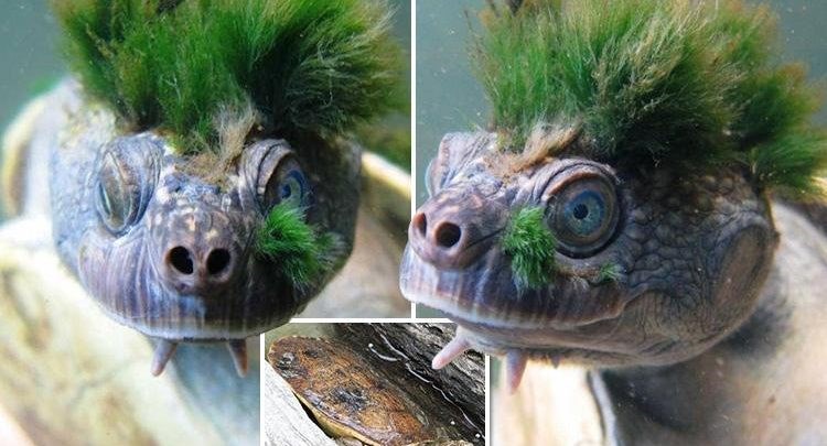 Σπάνιο είδος χελώνας κινδυνεύει με εξαφάνιση – Δείτε τι την κάνει ξεχωριστή – ΒΙΝΤΕΟ