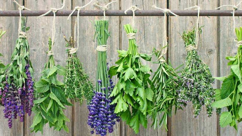 Τα ελληνικά βότανα και η θεραπευτική δράση τους