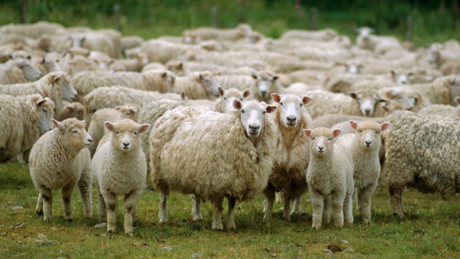 Πώς συνδέεται η σκλήρυνση κατά πλάκας με τα πρόβατα